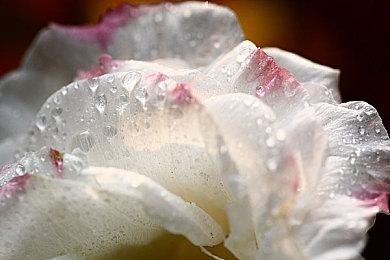 25周年纪念RPG《海贼王：时光旅诗》现已上市